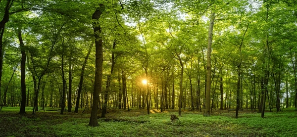 A serene forest path with soft morning light filtering through trees